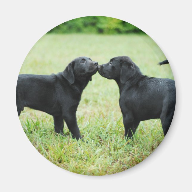 Imã Black Labrador Retriever (Frente)