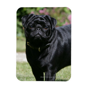 Ímã Black Pug em pé olhando para a câmera