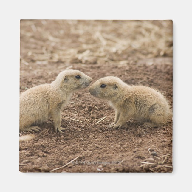 Imã Black Tailed Prarie Marmot (Frente)