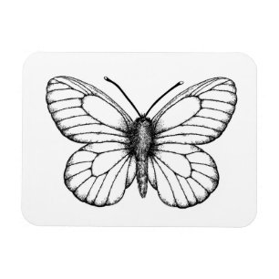 Ímã Black-veined white butterfly