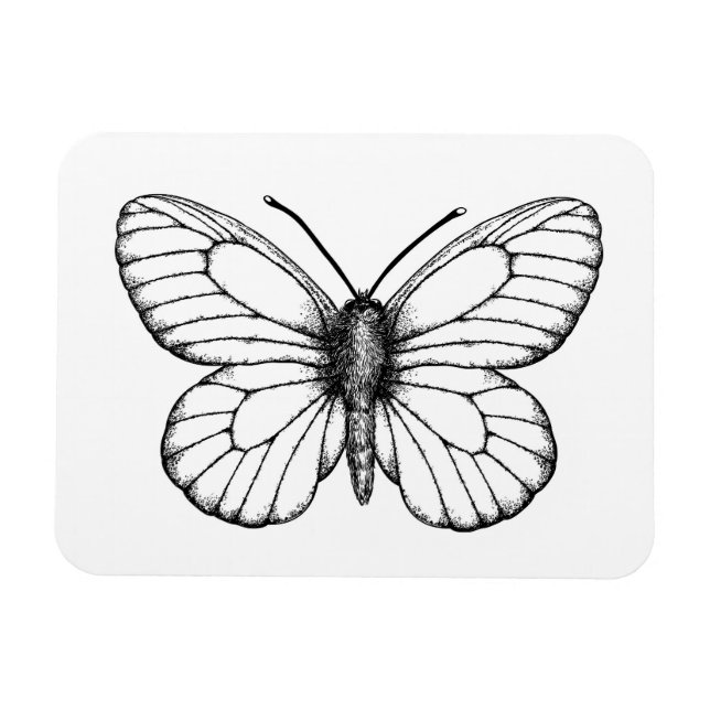 Ímã Black-veined white butterfly (Horizontal)