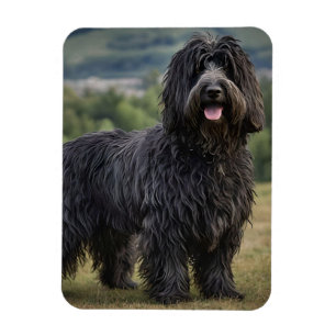 Ímã Black Wooly Bergamasco Sheepdog,