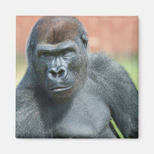 Imã Blackback Gorilla Lope Retrato