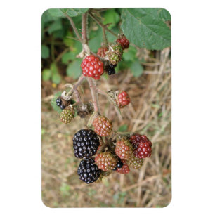 Ímã Blackberry Bonanza Premium Magnet