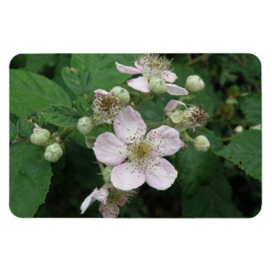 Ímã Blackberry Flowers Premium Magnet