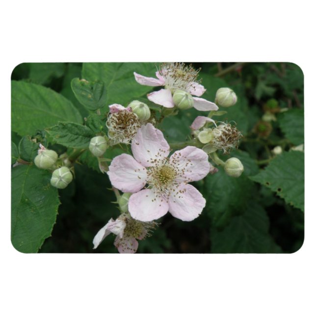 Ímã Blackberry Flowers Premium Magnet (Horizontal)