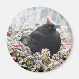 Imã Blackbird