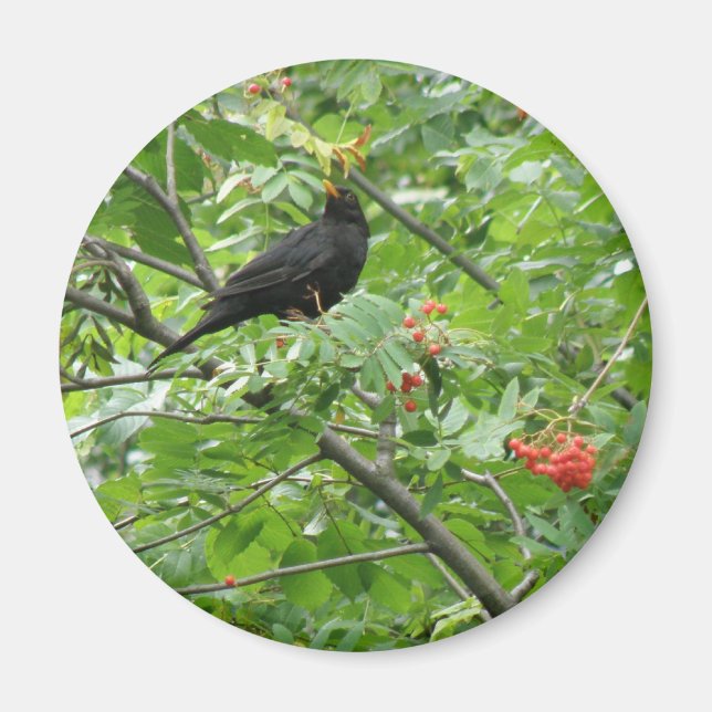 Imã Blackbird and Berries Magnet (Frente)