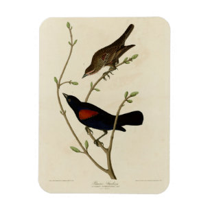 Ímã Blackbird de asa vermelha - Aves da América de Aud