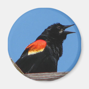 Imã Blackbird Magnet