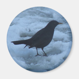 Imã Blackbird on ice Magnet