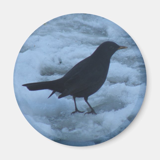 Imã Blackbird on ice Magnet (Frente)