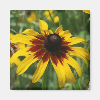Imã Blackeyed Susan Magnet