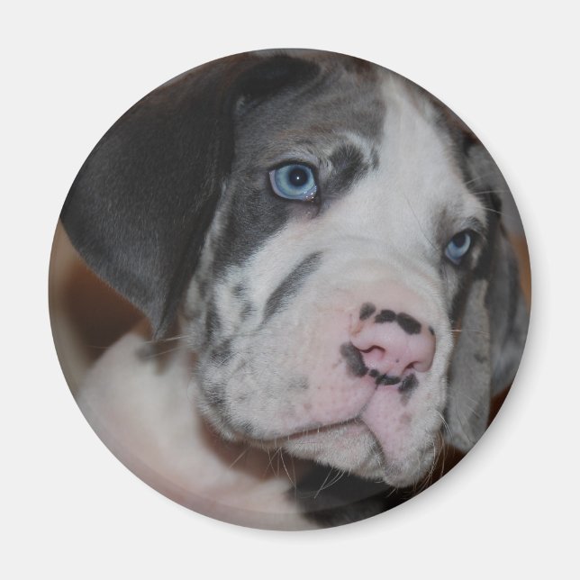 Imã Blaue Augen Doggenwelpe (Frente)