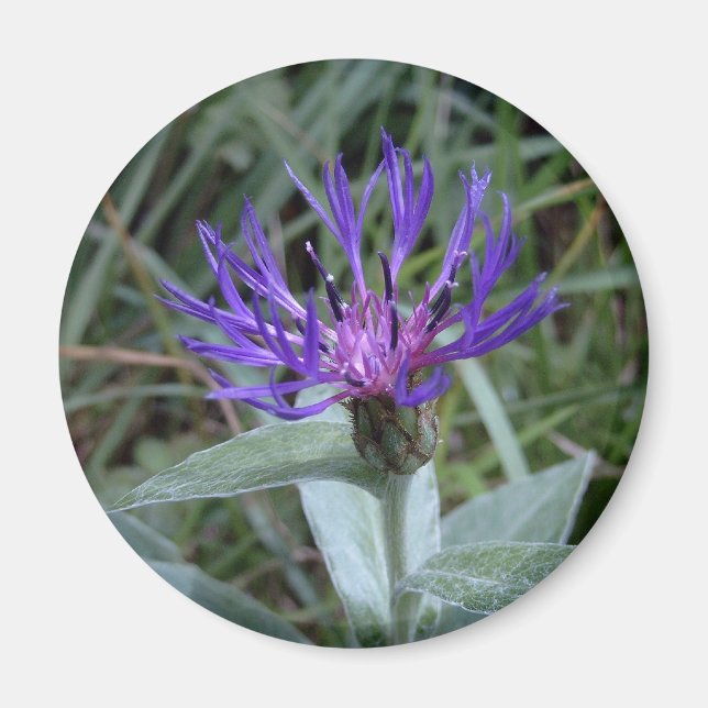 Imã bleuet (Frente)