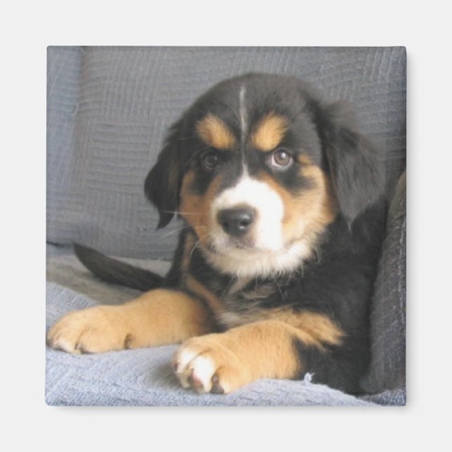 Imã Blitzen (Frente)