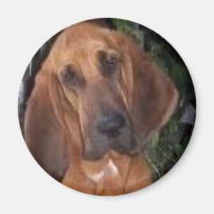 Imã bloodhound
