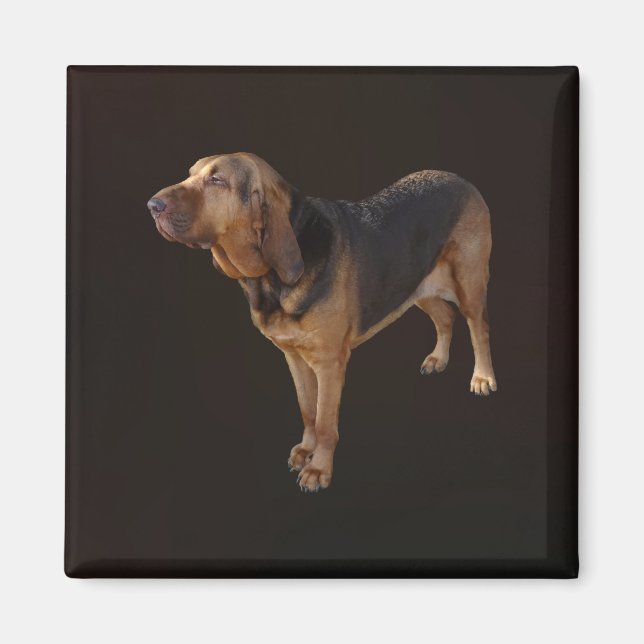 Imã Bloodhound (Frente)