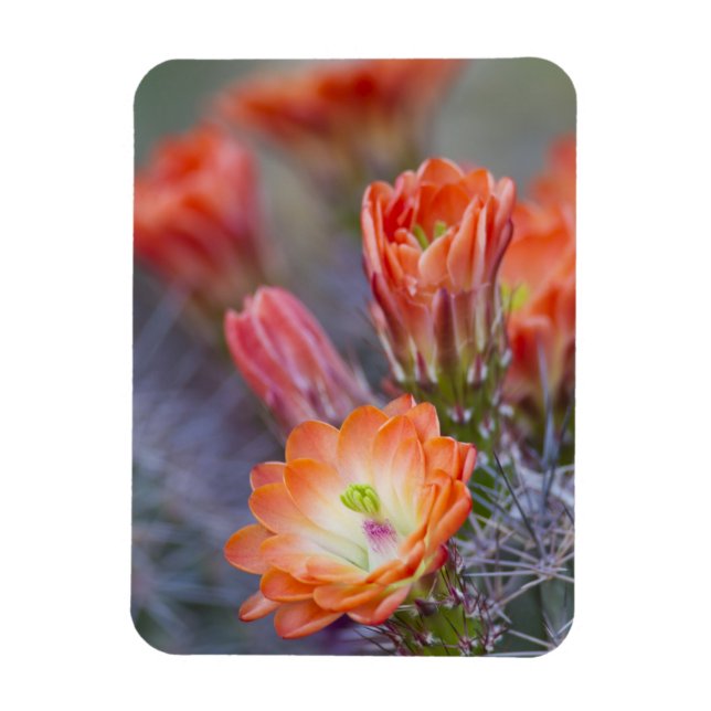 Ímã Bloom in Orange (Vertical)