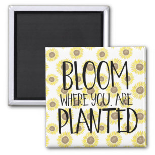 Imã Bloom onde você está plantado