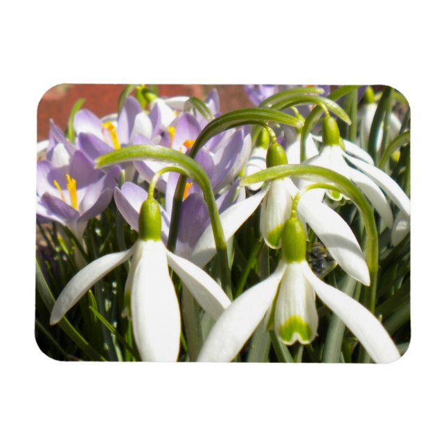 Ímã Bloomin Primavera Magnet (Horizontal)