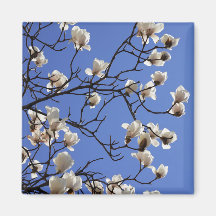 Blooming Magnolias
