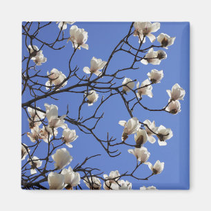 Imã Blooming Magnolias