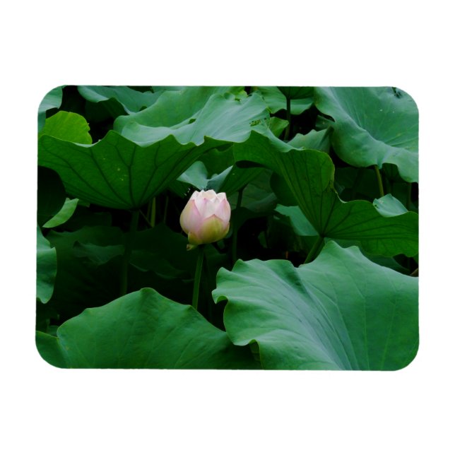 Ímã Blooming Soon (Horizontal)