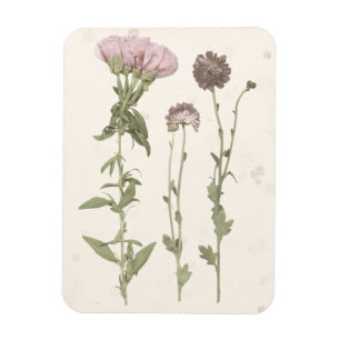 Ímã Blooms Pressionados - Rosa