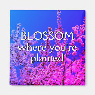IMÃ BLOSSOM ONDE VOCÊ ESTÁ PLANTADO