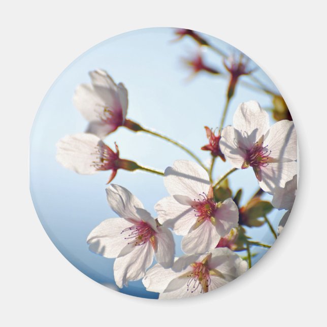 Imã Blossomas de cereja iluminados por trás (Frente)