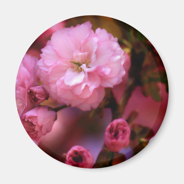 Imã Blossomas de Cereja Rosa-Primavera adoráveis (Frente)