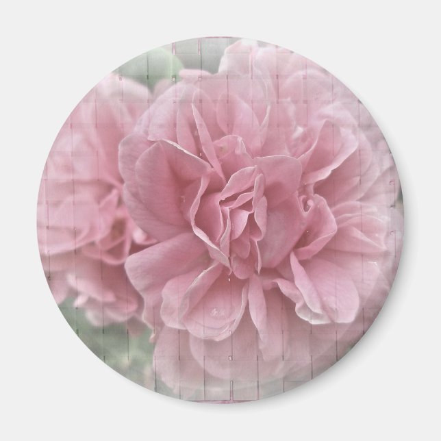 Imã Blossomas de Rosa de Subida Rosa (Frente)