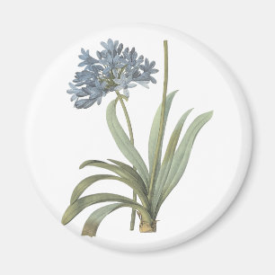 Imã Blue African Lily (Agapanthus) por Redouté