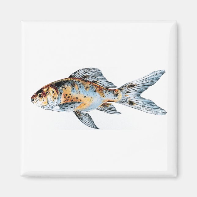 Imã Blue and Orange Shubunkin Goldfish Art (Frente)