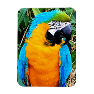 Ímã Blue and Yellow Macaw Parrot