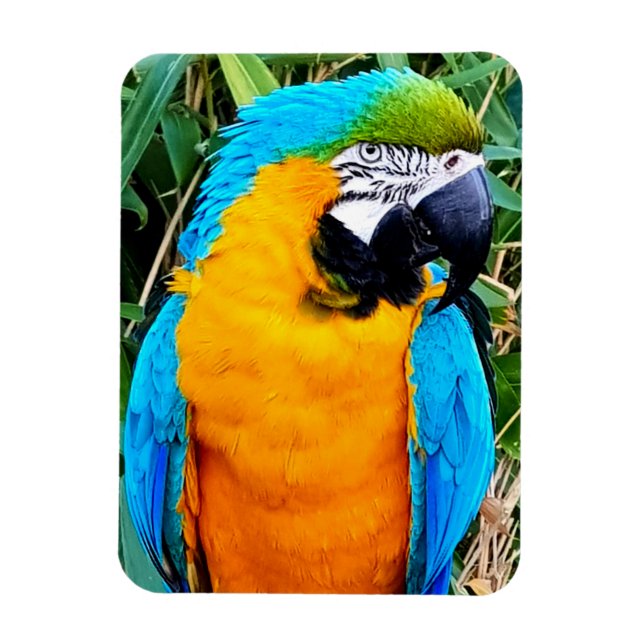 Ímã Blue and Yellow Macaw Parrot (Vertical)