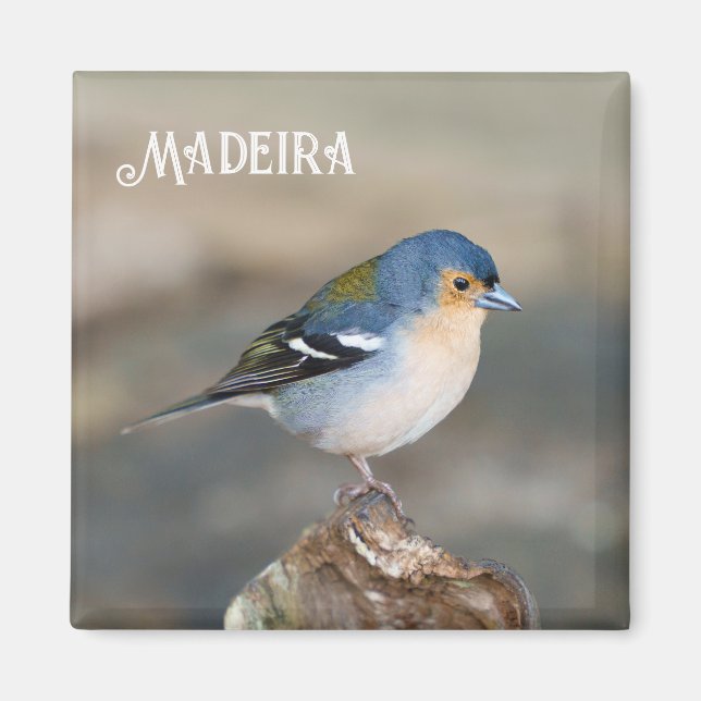 Imã Blue bird Madeira Chaffinch (Fringilla maderensis) (Frente)