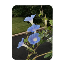 Blue Cascade Morning Glory