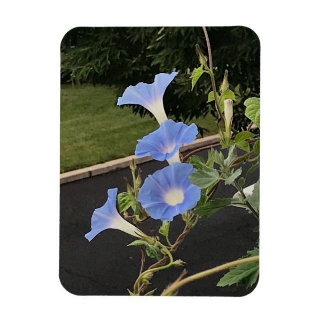 Ímã Blue Cascade Morning Glory (Vertical)