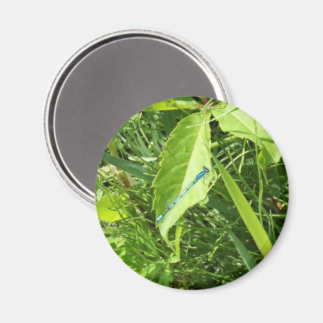 Imã Blue Dragonfly Magnet (Front/Back)