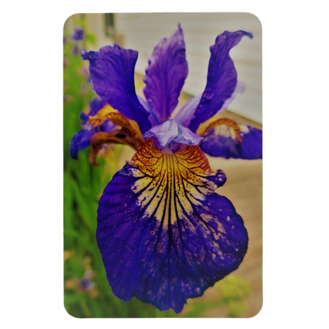Ímã Blue Flag Iris Fleur de Lys French Canada Quebec (Vertical)