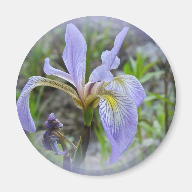 Imã Blue Flag - Wild Iris (Frente)