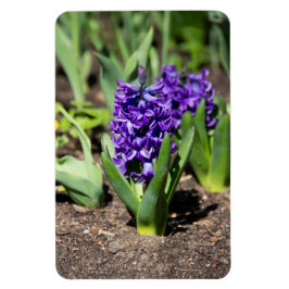 Ímã Blue Geocinth em primavera