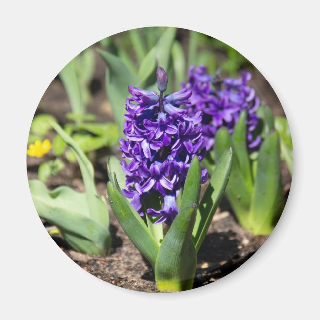 Imã Blue Geocinth em primavera (Frente)