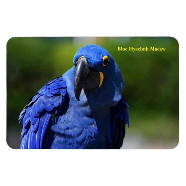 Ímã Blue Hyacinth Macaw (Horizontal)