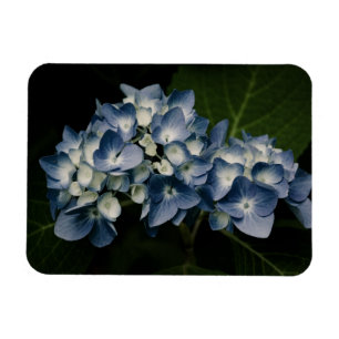 Ímã Blue Hydrangea 8514 Premium Magnet