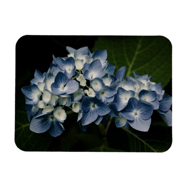 Ímã Blue Hydrangea 8514 Premium Magnet (Horizontal)