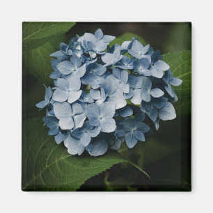 Imã Blue Hydrangea 8515 Magnet