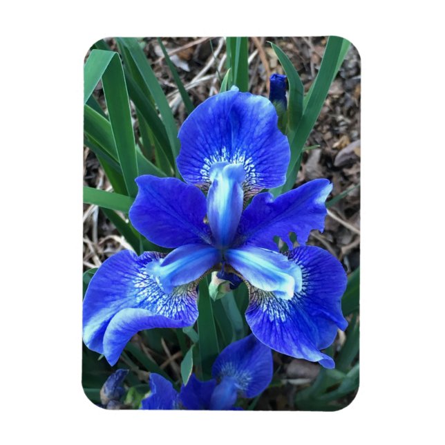 Ímã Blue Iris (Vertical)